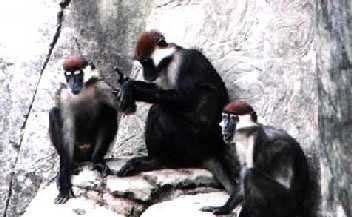 Chimpanzees Sooty-Mangabey Monkeys 1930s 1940s HIV-1 Entered human population in 1930s HIV-2 Global HIV