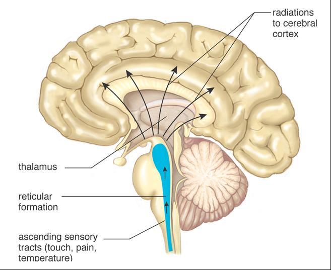 Hindbrain: Reticular Formation Location Function Network of cells threaded throughout the