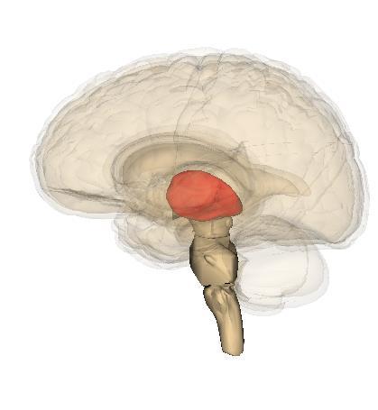 Forebrain: Thalamus Location Function Above the brain stem.