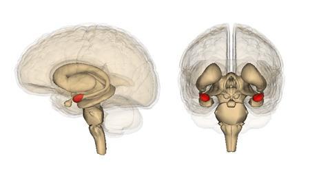 Forebrain: Amygdala Location Function An almond shaped structure that lies within the temporal lobe of the brain