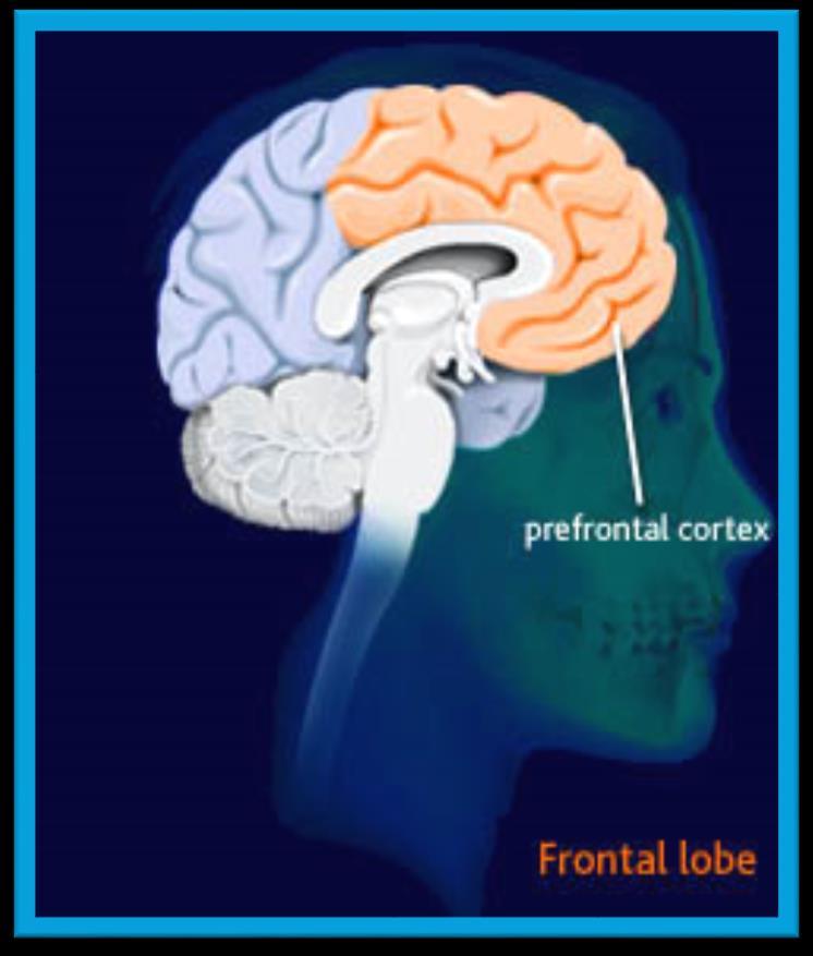 Frontal Lobe Location Top front part of the brain, behind the eyes.