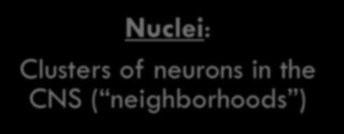 Composition of the CNS Nuclei: