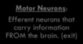 Sensory Neurons: Afferent
