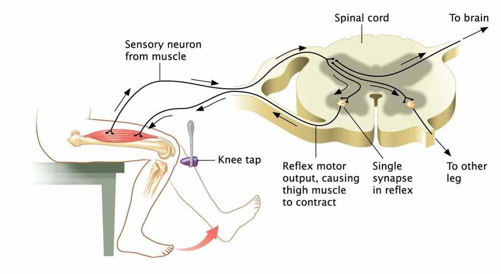 Spinal Cord Also direct simple behaviors