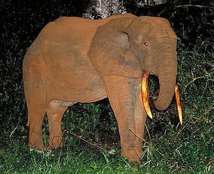 Order Proboscidea: elephants Taxonomy: 1 family, 3 species Distribution: Ethiopian and Oriental Characteristics: -- upper