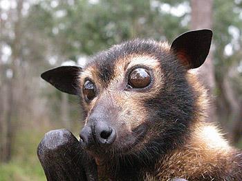 Suborder Megachiroptera: fruit bats
