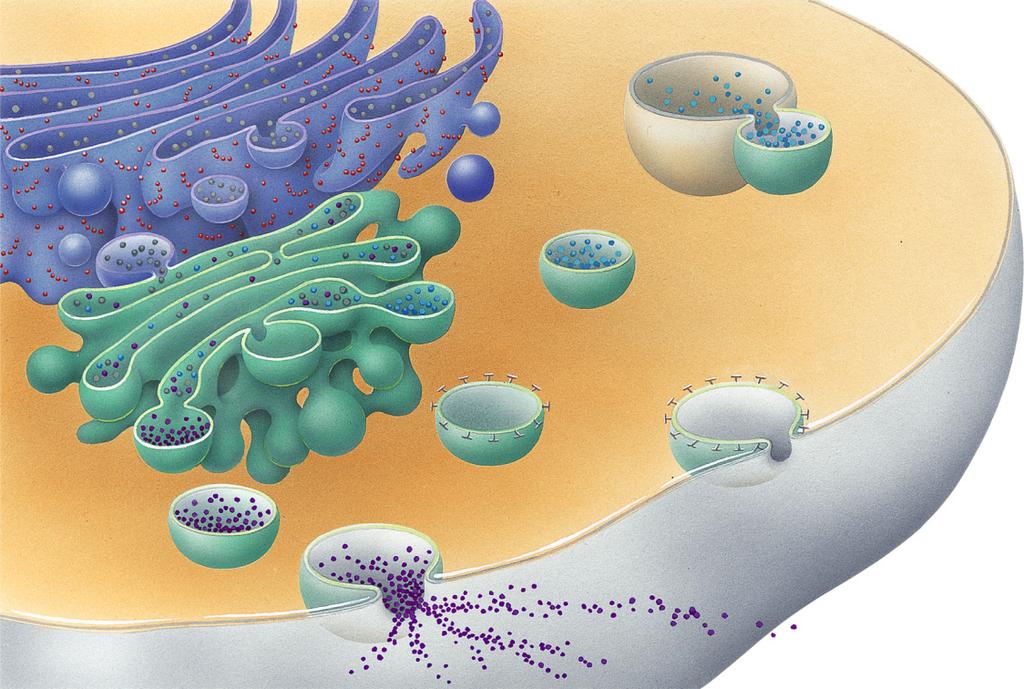 Cisterna Rough ER Proteins in cisterna Membrane Golgi