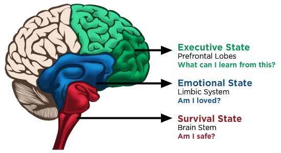 Neurobiology of Trauma When trauma occurs, the prefrontal cortex will frequently shut down