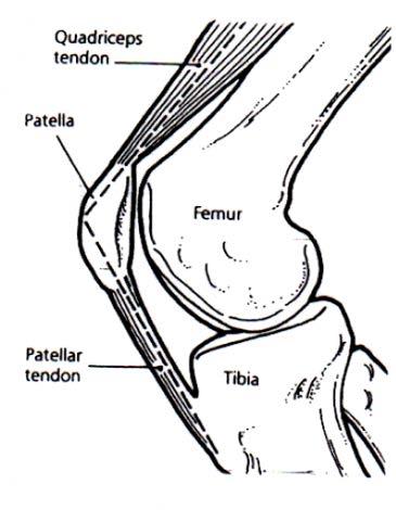 PATELLOFEMORAL INSTABILITY (SUBLUXATION AND DISLOCATION) Anatomy and Function The knee joint is composed of two distinctly separate articulations.