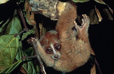 Nocturnal primates use different strategies Hide