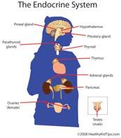 Adrenals Thyroid Pituitary Hypothalamus Pancreas Ovaries (female)