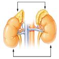 sit on top of the kidneys and secrete hormones such as: Cortisol