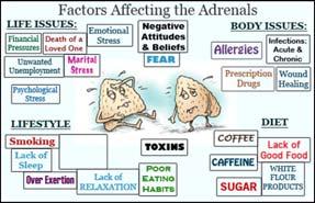 Adrenals Adrenals play a role in: Energy Stress Response (flight or fight)