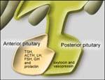 Pituitary Growth Hormone Production Production of hormones that act on other endocrine glands