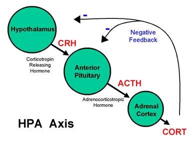 Support for the Hypothalamus &