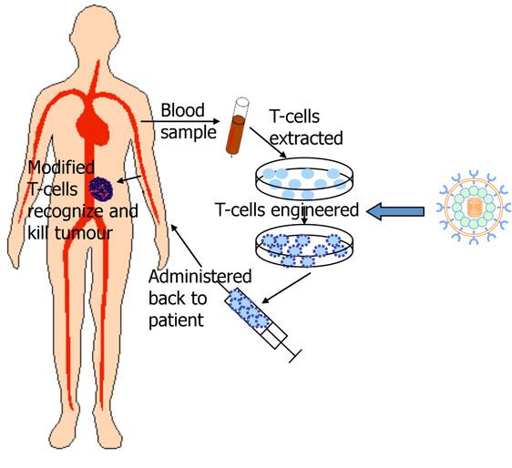In layman s terms, this is what happens... Your body has T cells and antibodies, which are parts of your immune system. They both can recognize tumor cells from normal cells.
