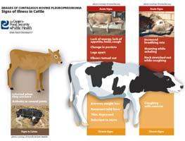 The tools focus on the following high priority foreign animal diseases: Contagious Bovine Pleuropneumonia (CBPP) Foot-and-Mouth Disease (FMD) Heartwater Rift Valley Fever (RVF) Rinderpest The tools