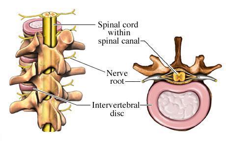 Spinal Cord The spinal cord functions primarily in the transmission of neural signals between the brain and the rest of the body, but also contains neural circuits that can independently control