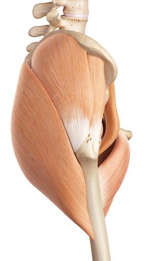 ASSESSMENT GLUTEUS MEDIUS TENDINOPATHY The gluteus medius muscle arises from the back of the pelvis deep to gluteus maximus.