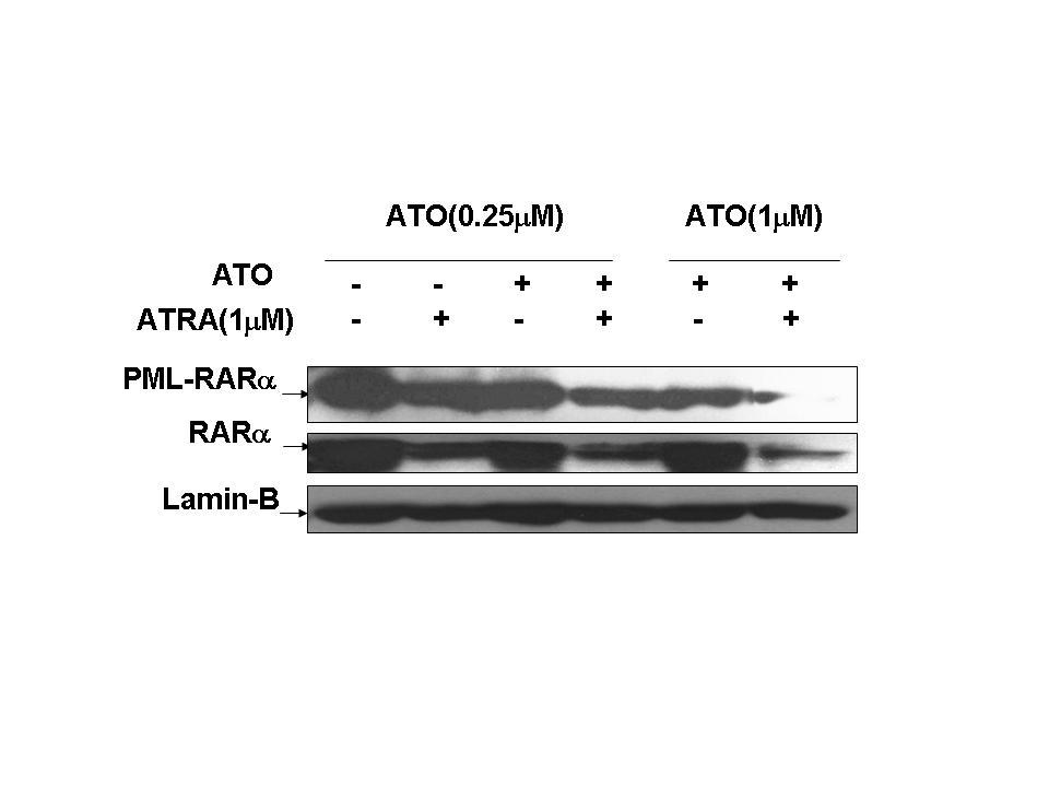 Combination of arsenic and ATRA Synnergy in the degradation of PML-RAR ATRA induced AQP9 gene