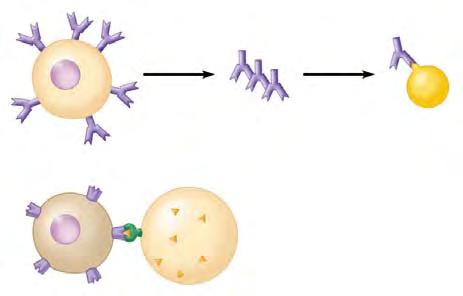 Humoral vs Cell-Mediated Immunity Humoral Immunity B cell antibodies antibody/antigen complex Cell-Mediated Immunity T cell Infected cell death of infected cell antigen presented to T cell Connection