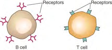 T or B cell is unique (has nothing to do with foreign Ag) cells with a non-functional receptor die cells with a self-reactive receptor are eliminated cells that remain can only bind to foreign