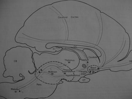 The same types of studies showed that: Stimulation of certain areas of the brainstem such as the medullary reticular