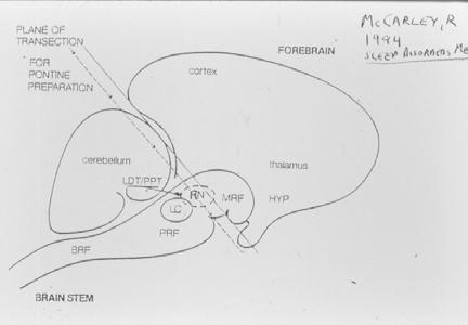 Most recently the HYPOTHALAMUS has emerged as an area of great importance for both sleep and wakefulness This next slightly different schematic of the cat brain shows the sites of study by Jouvet and