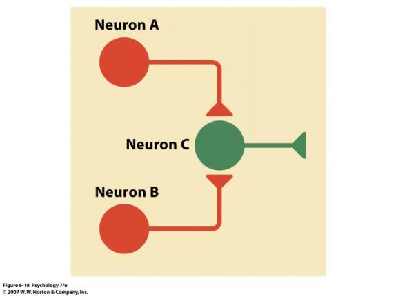 depends on neural plasticity Capacity for neurons to