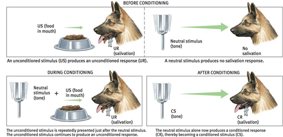 Classical conditioning A type of learning in which one