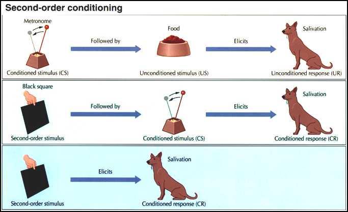 Higher-Order Conditioning A procedure in which the conditioned stimulus (CS) in one conditioning experience is paired with a new neutral stimulus, creating a second (often weaker) conditioned