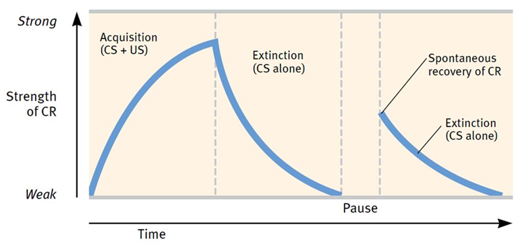 Extinction The diminishing of a conditioned response Occurs when an