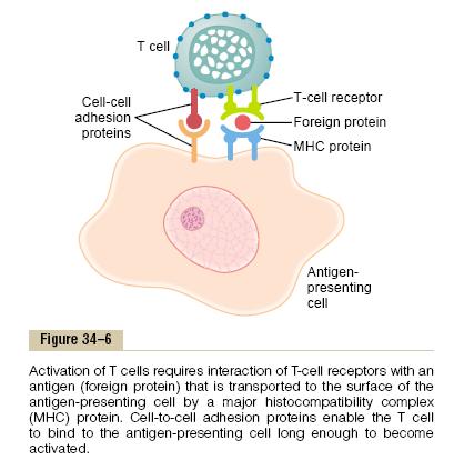 Antigen Presentation TCR +CD8- TCR+CD4 - recognize