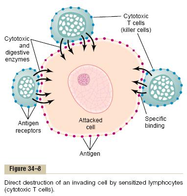 Cytotoxic T-cells