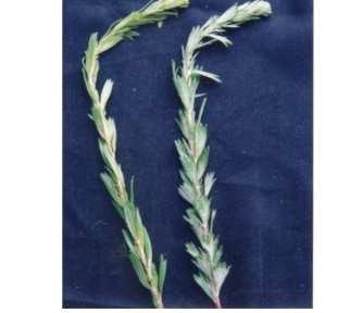 Fig. 1 Two shoots of Artemisia parviflora showing leaf morphology CONCLUSION Artemisia parviflora contains a rich amount of phenolic and flavonoids compound which may be responsible for valuable