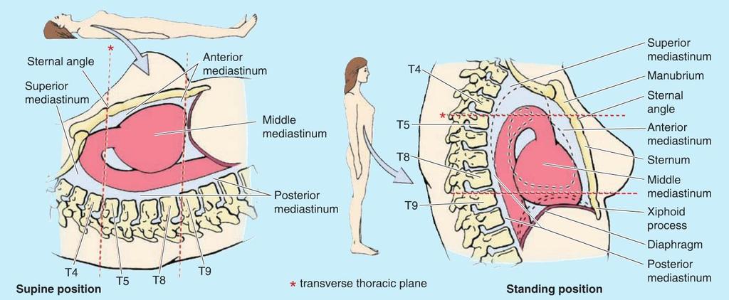 Position of Thoracic Viscera