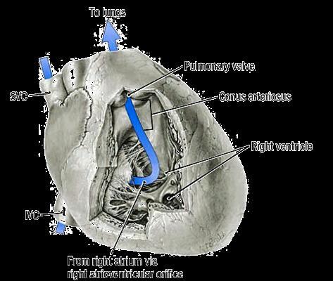 arteriosus tricuspid valve