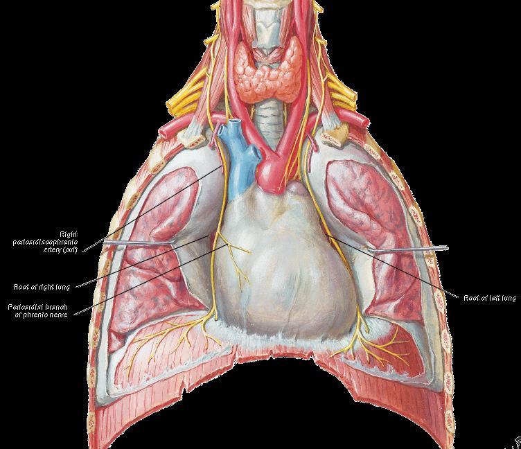 Contents of Middle mediastinum Heart