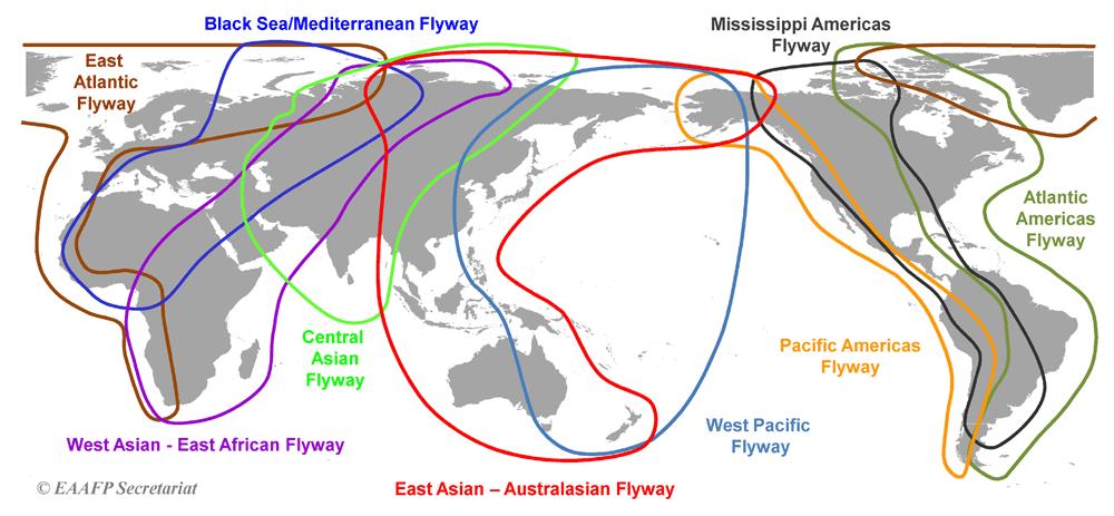 HPAI H5N8 arose in East Asia and spread to Europe and North America in 2014 H5N8 H5N8 H5N8 H5N8