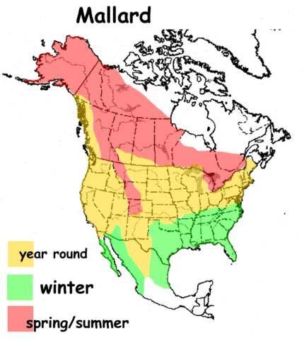 Birds and their viruses migrate south in fall and north in spring ~ 5-20% ducks