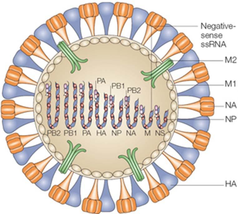 Influenza virus (the basics) Types: A, B, or C