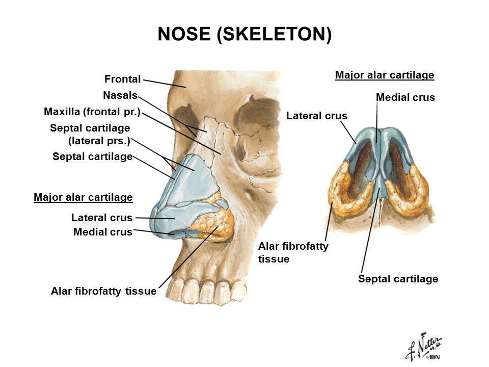 The Skeleton In supporting the ala of the nose, the greater alar cartilages are assisted by the lesser alar cartilages (5).