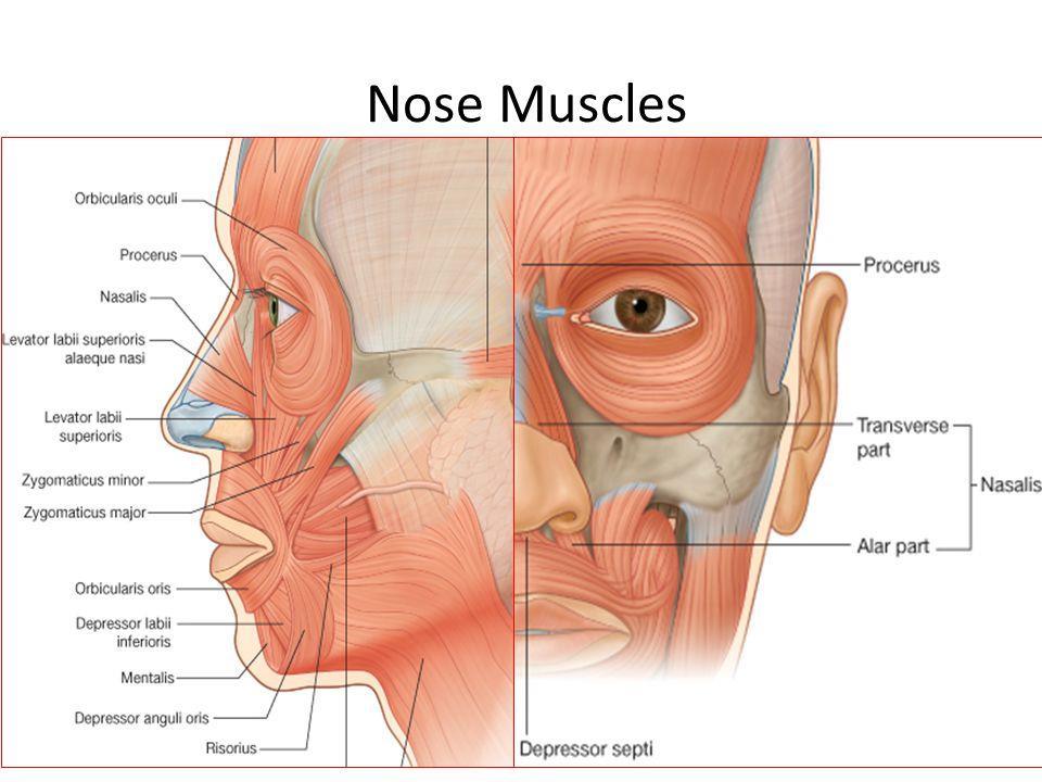 Nasal Muscles: Following are the muscles groups of the nose: Elevators muscles: Procerus Levator labii superiorris