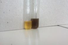 Solution colour changed to Cherry Red indicates the presence of phyto sterols. Liebermann - Burchard test The above chloroform solution was treated with few drops of conc.