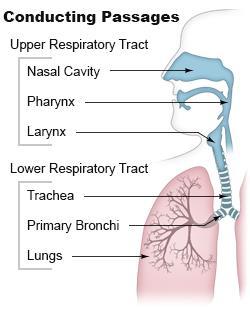 I. Organization of the Respiratory System The Respiratory System The respiratory system allows the circulation of air and the gas exchange between the body and the outside environment.