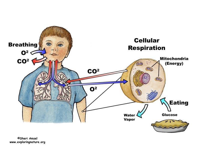 IV. Cellular respiration: **Cells consume O 2 and release CO 2. Cells take O 2 from blood and undergo cellular respiration, releasing CO 2.