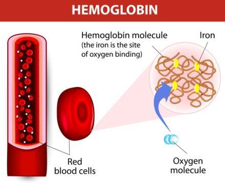 - have hemoglobin Hemoglobin is a protein that gives blood the red colored pigmentation, and it is rich in iron. Hemoglobin is capable of binding O 2 and CO 2 in a quick and reversible manner.