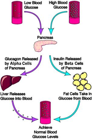 Blood Sugar Regulation The pancreas is an endocrine gland which produces hormones which regulate blood glucose (sugar) levels An increase in blood sugar level triggers the release of the hormone