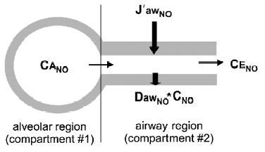 FENO in Exhaled Breath is Flow Dependent FENO is expiratory flow rate dependent ( expiratory flow rate > FENO) NO flux (flow independent) Single breath on-line FENO measurements must be at a constant