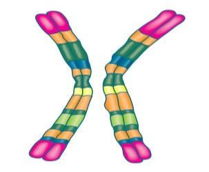 Before cell division, chromosomes are replicated and form two identical sister chromatids.